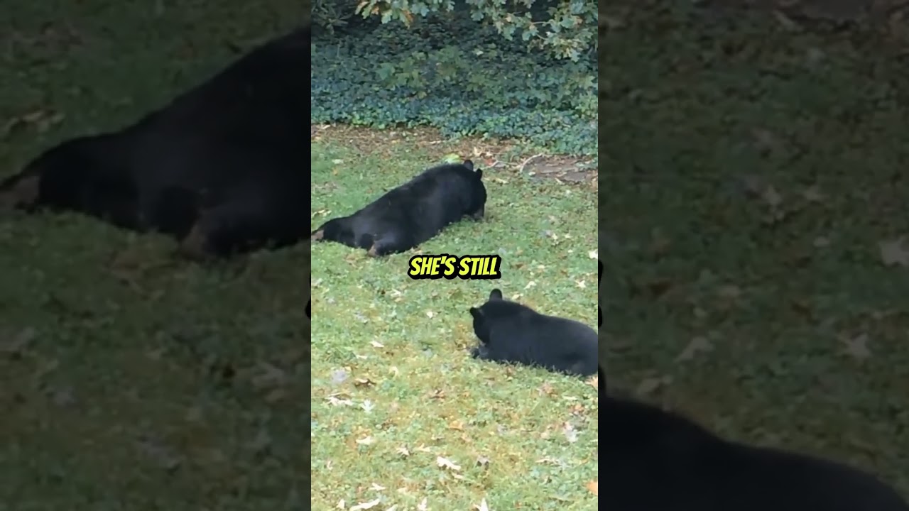 Wildlife Wednesday - Hibernation