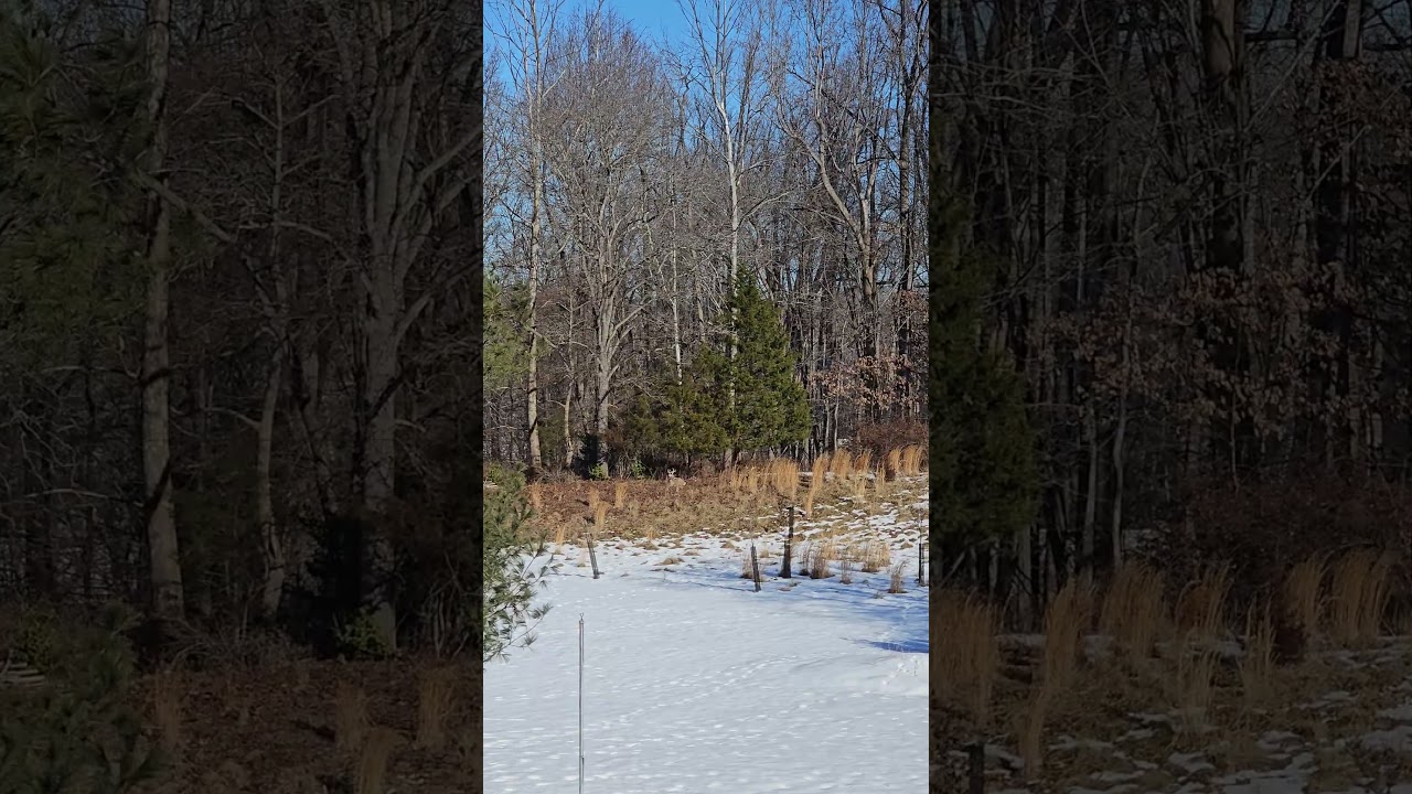 Winter Sunbathers: Whitetail Deer on a Hillside: timelapse