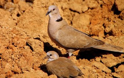 Wing Shooting Lead: a definitive answer to the question of how much to lead a target