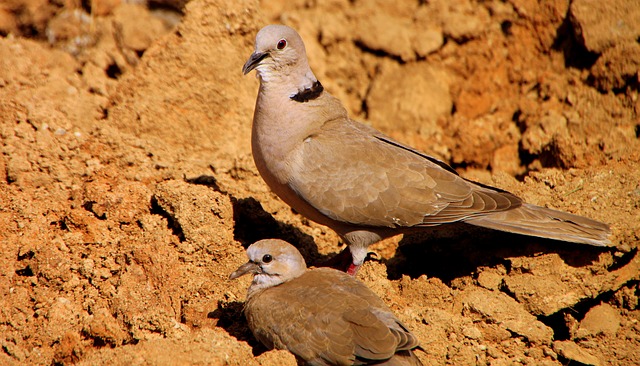 morning dove