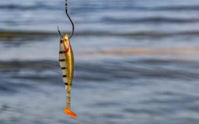 Spinnerbait, Jig or Live Bait?