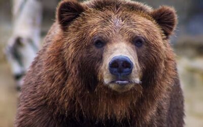 Bear Spray 101: Why Carry It and What to Look For  
