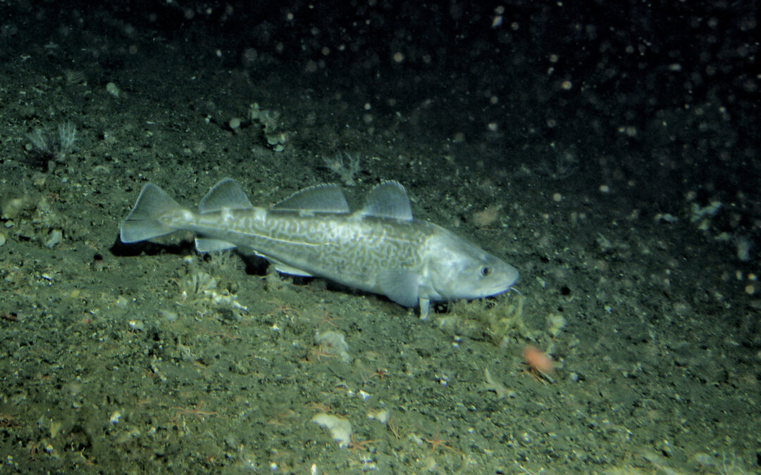 A mottled Pacific cod resting on the rocky seafloor, facing right.