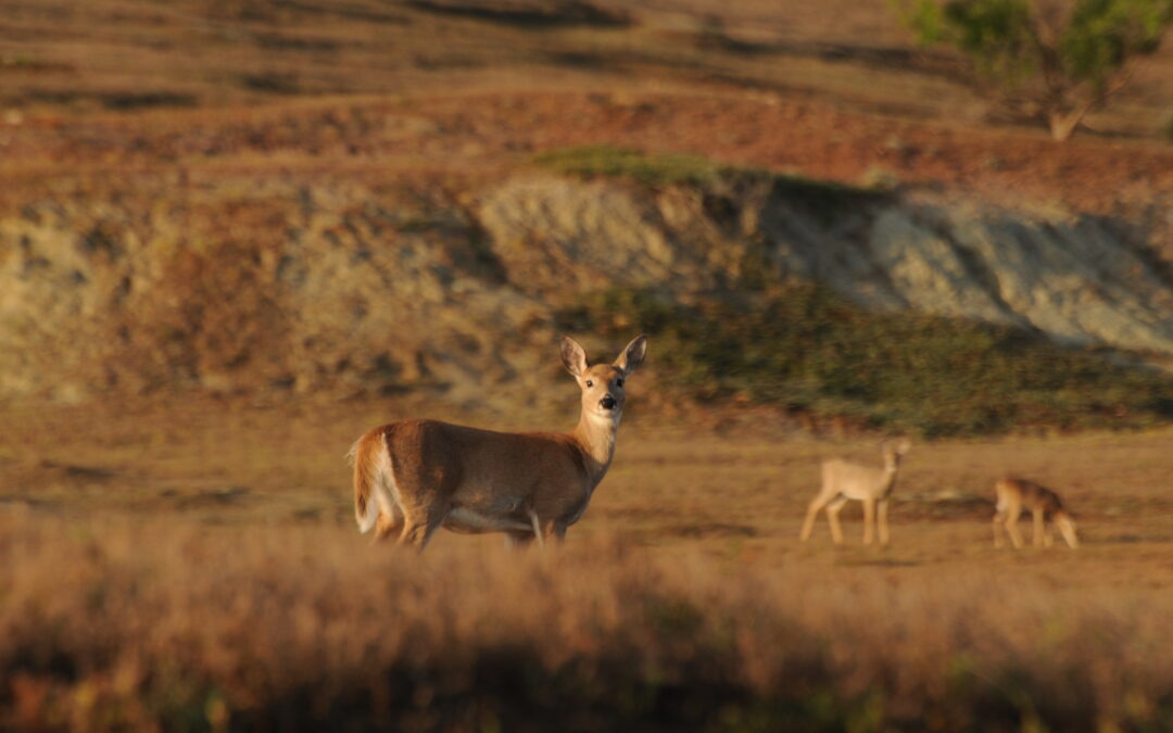A white-tailed deer looking toward the camera with two deer behind it on a golden prairie.